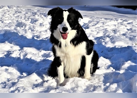 Verkaufe Reinrassige Border Collie Welpen