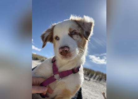 Australian Shepherd Welpin klein kurzhaar blaue Augen