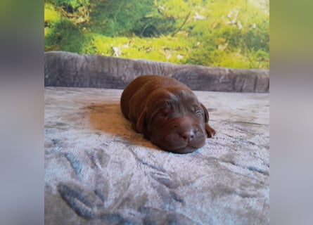 Reinrassige Labradorwelpen
