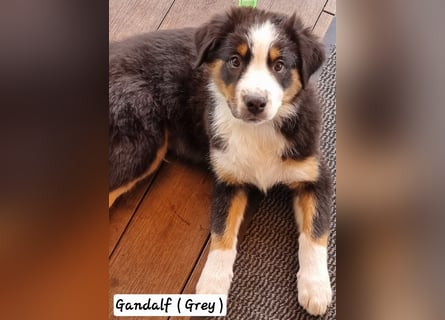 Australian Shepherd Welpen bald abgabebereit!