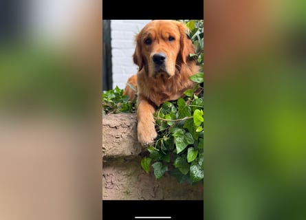Golden Retriever dark reinrassig