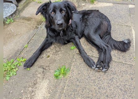 Hofhund Herdenschutzhund