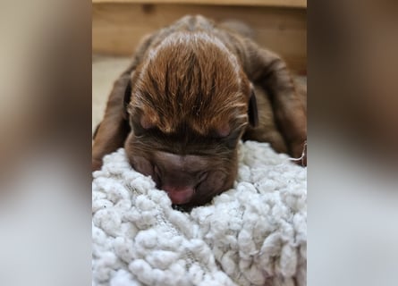 Rodesian Ridgeback Welpen im Kennel "Free Spirit"