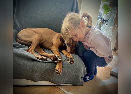 Wurfankündigung Magyar Vizsla Welpen (Mai 25)