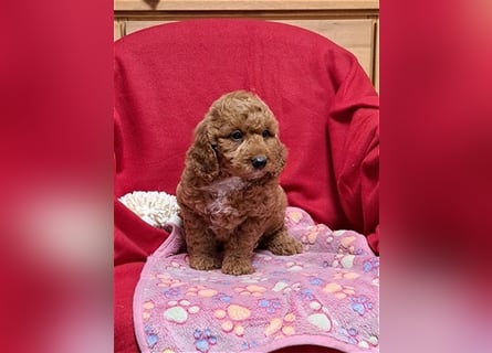 Goldendoodle F1b in Medium