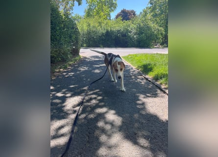 Familienhund Lona, zu besuchen in Bad Nauheim