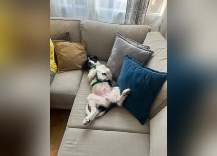 Loki – kleiner Abenteurer mit großem Herz sucht sein Für-Immer-Zuhause