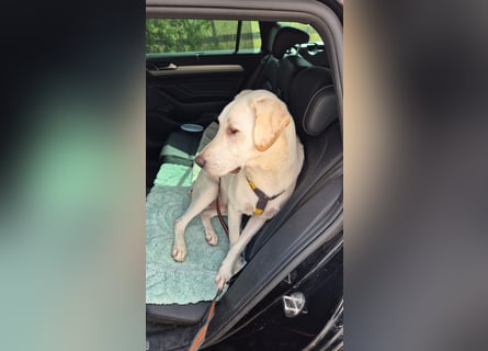 Wayne: Familienhund und treuer Begleiter