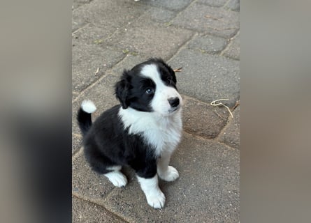 Border Collie welpen