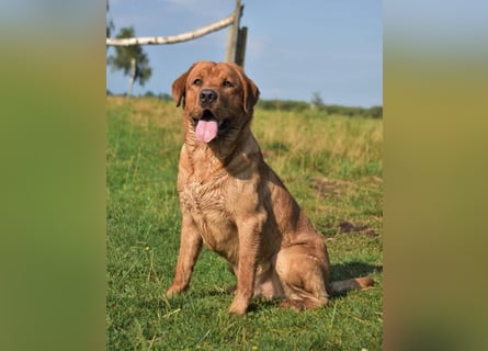 Edle Labrador Welpen (Schwarz/Foxred/Creme) mit Ahnentafel, Nachkommen von Champions