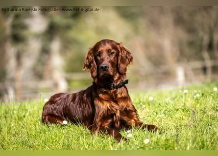 Wunderschöne Irish-Setter-Rüden