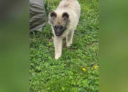 Wolfsspitz