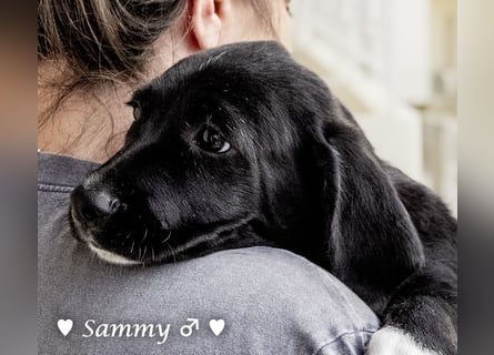 Kokonimix Tammy und Sammy suchen ein Zuhause