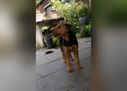 Airedale Terrier Welpe