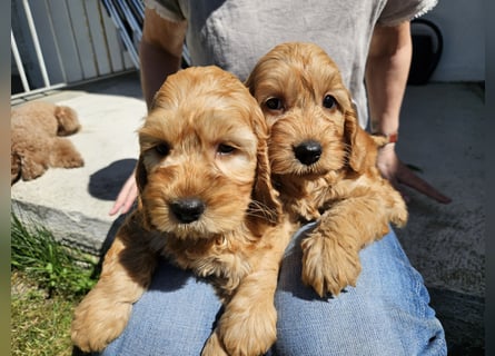 Cockapoo Welpen
