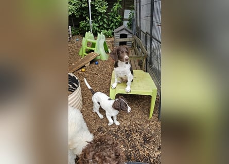 Lagotto Romagnolo Welpen (Rüde und Hündin) vom Fichtelhof