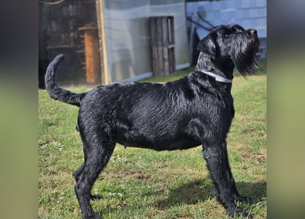 Riesenschnauzer schwarz Welpen des A-Wurf am 3.7.25 erwartete