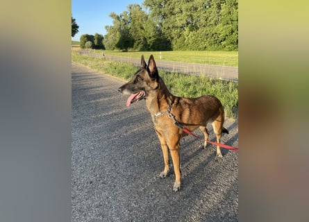 Malinois