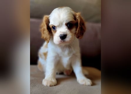 Cavalier King Charles Spaniel