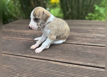 Whippet-Welpen – B-Wurf (VDH/WCD) – Liebevoll & Familiär aufgezogen
