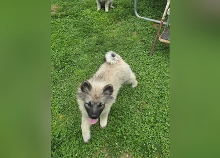 Wolfsspitz