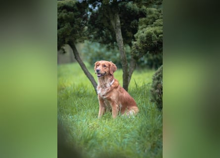 Golden Retriever Welpen