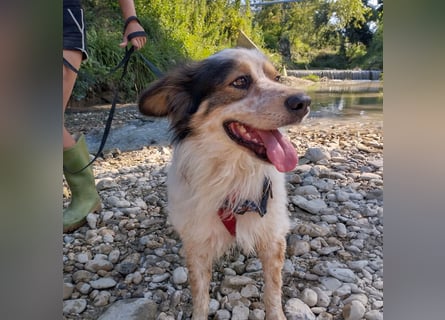 Axel - sanft, fröhlich, liebevoll mit Hund und Mensch - ein Traumtyp