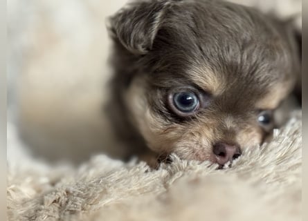 Wir haben aktuell Welpen. 2 Chihuahua Mädels