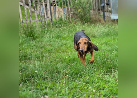 Rocco  - dringend - ein Überlebenskünstler sucht ein neues Zuhause
