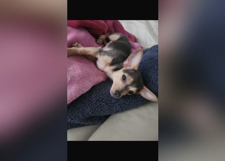 Kleiner süsser chiwawa mix