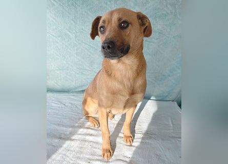 (R) ❤️ liebenswerte MONA - 2 Jahre, 40cm/12kg - Mischling Typ Pinscher