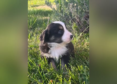 Miniature Australian Shepherd Welpen m. Papieren