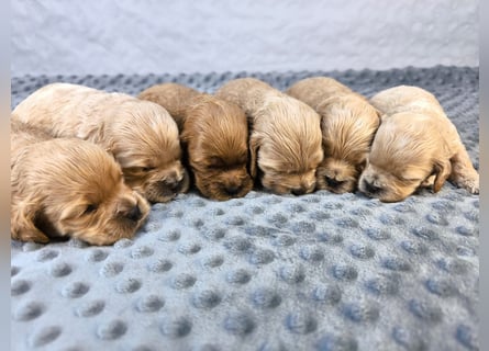Schöne Cockapoo-Welpen
