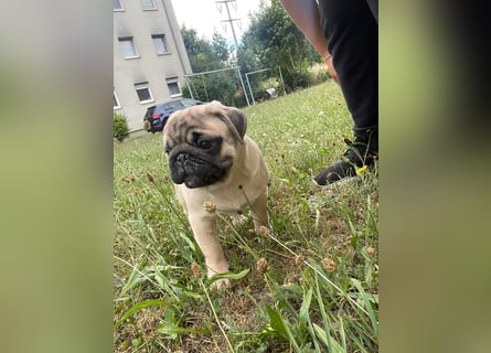 Mops welpen ab sofort Abgabe bereit.