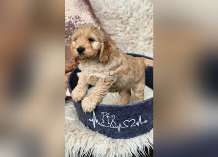 Cockapoo Welpen Englisch Cockerspaniel x Pudel