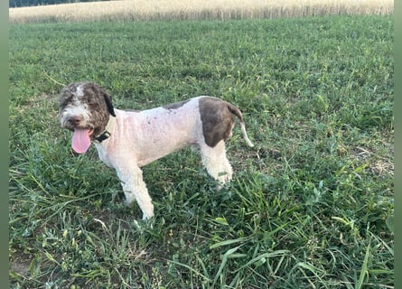 Hugo, a purebred Lagotto Romagnolo male, 9 months old