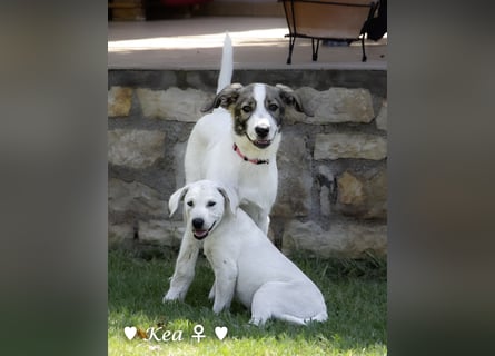 Scippy  und Kea suchen ab sofort ein Zuhause