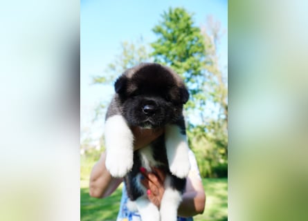 Amerikanische Akita