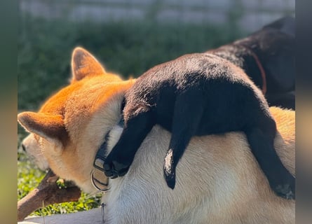 Zuckersüße Labrakita Welpen suchen ihr neues Zuhause!