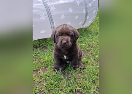 Labrador Welpen mit Ahnentafel