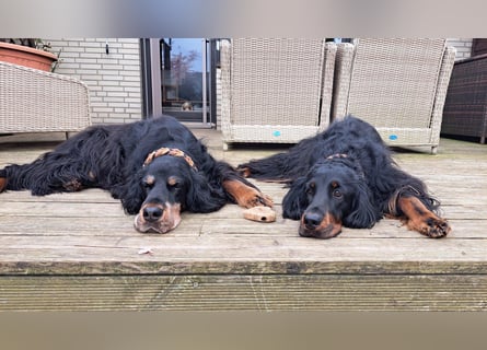 Verschmuste Gordon Setter aus familiärer Liebhaberzucht zu vermitteln