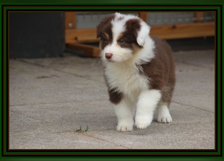 Australian Shepherd - Traumwelpen -KEINE Arbeitslinie-aus langjähriger Familienaufzucht.