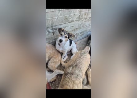 Verschiedene tolle Fellnasen  suchen ein  Zuhause