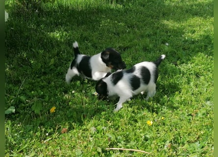 Foxterrier 