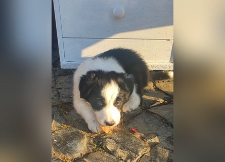 Border Collie welpen