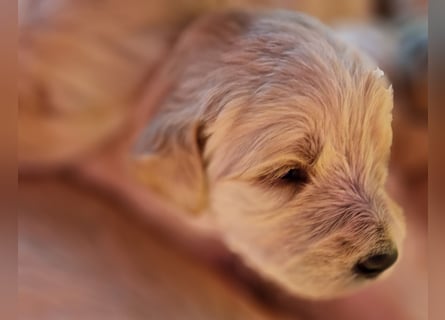 Labradoddle F1