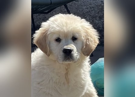 Golden Retriever Welpen aus excellenter Verpaarung