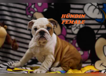 Bezaubernde  & Freiatmende Englische Bulldogge Babys auf Familiensuche