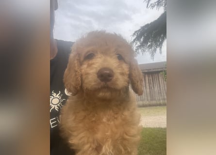 Goldendoodle mini Medium Doodle Abgabe an Pfingsten