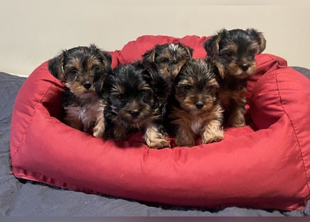 Liebe auf vier Pfoten – Yorkshire Terrier Welpen suchen ihr Für-immer-Zuhause!
